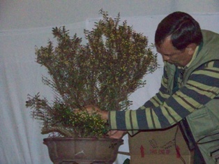 GSBS Annual Bonsai Show 2010 exhibit #6, Great Swamp Bonsai Society Roseland New Jersey